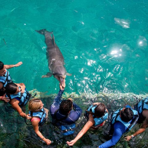 dolphin-encounter-cancun-family-experience-desktop