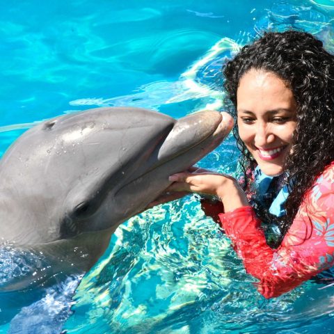dolphin-swim-cancun-caribbean-water-desktop