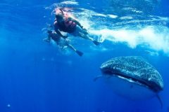 freinds-with-whale-shark-1-e1636388018776-qegbf5ueq9b143i42h4hc01pqvgxt6j26ntecnetfs
