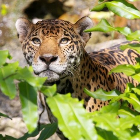 Jaguars and pumas resting in a natural habitat enclosure at Xcaret Park, highlighting the park's wildlife conservation efforts.