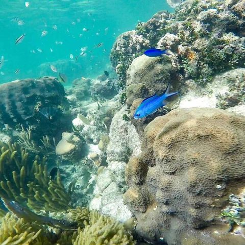 puerto-morelos-blue-fish-snorkeling