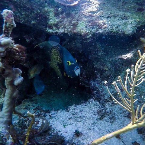 puerto-morelos-brain-coral