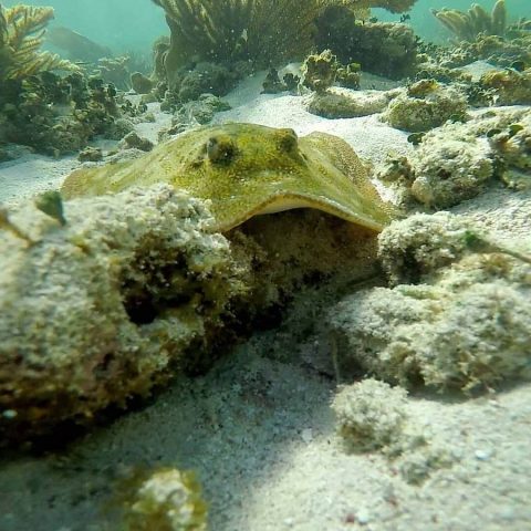 puerto-morelos-coral-garden