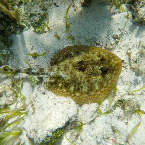 puerto-morelos-coral-reef-marine-life