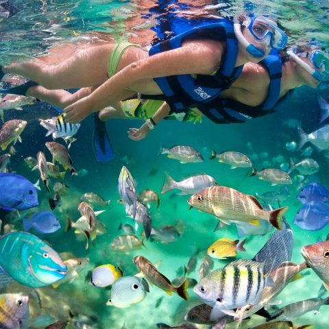 snorkel-3