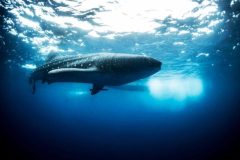 whale-shark-sunlight-1-e1636387589475-qegbf8nxarew2xe0m0cd1hc3j131g9u971rushamx4